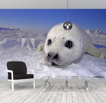 Picture of Seal pups --